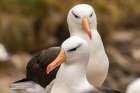 Falkland Islands, West Point Island. Black-browed albatross pair. Art Print